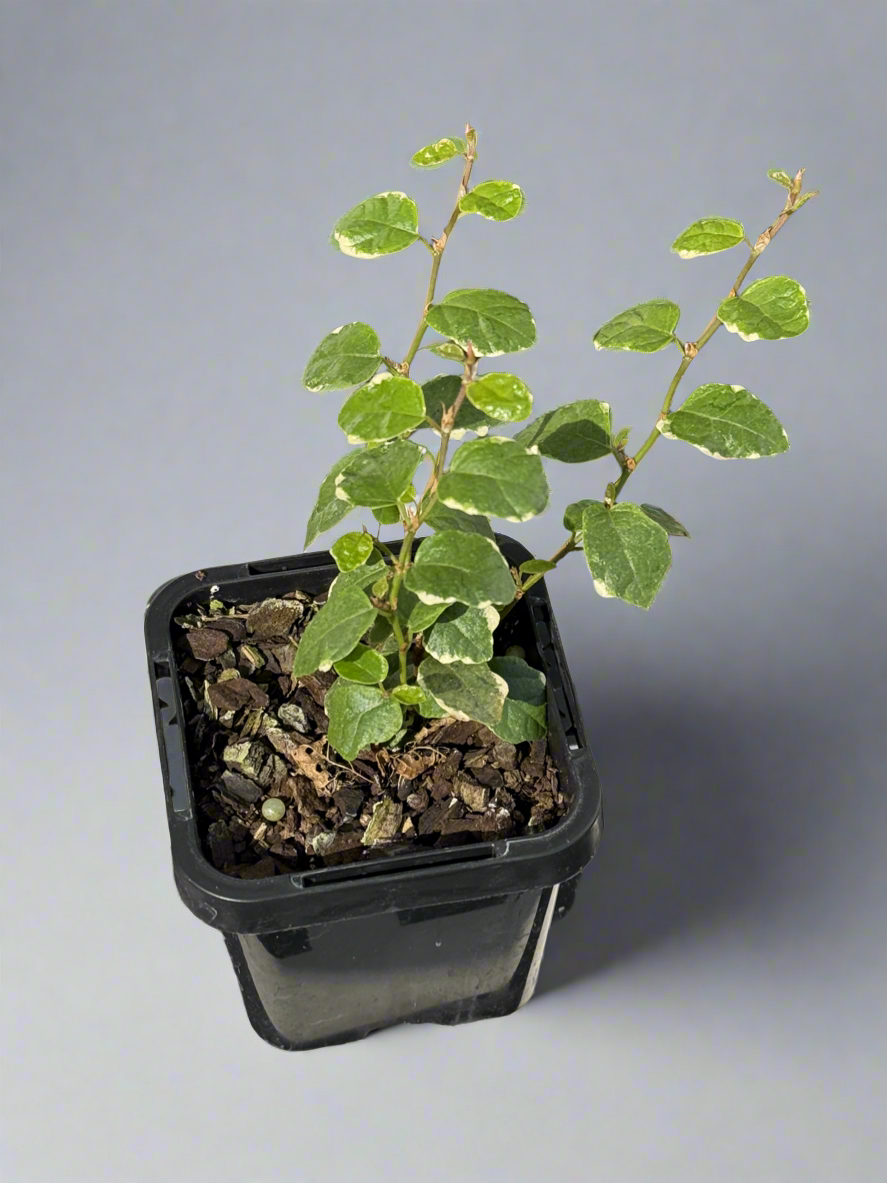 Ficus pumilla variegated (Creep Fig)