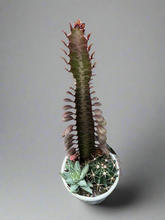 Load image into Gallery viewer, Planter Cacti Triple Planted
