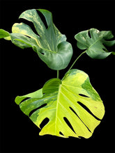 Load image into Gallery viewer, Monstera deliciosa Aurea Variegated
