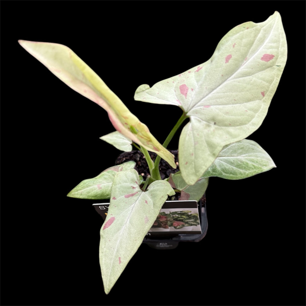 Syngonium Pink Salmon