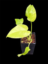 Load image into Gallery viewer, Monstera deliciosa Triple Yellow
