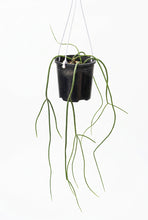 Load image into Gallery viewer, Rhipsalis puniceodiscus
