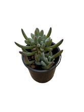 Load image into Gallery viewer, Senecio Blue Sticks (Dwarf)
