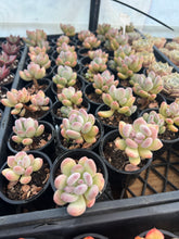 Load image into Gallery viewer, Pachyphytum Pink Tips
