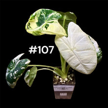 Load image into Gallery viewer, Alocasia micholitziana Frydek Variegated
