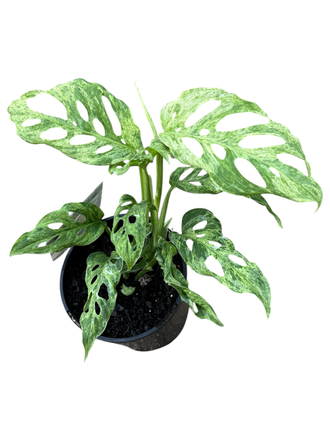 Monstera adansonii variegated MINT