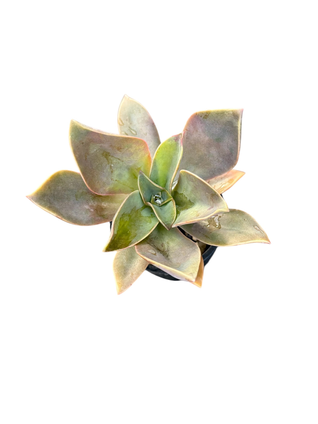 Graptoveria Fred Ives