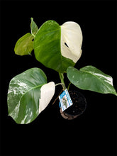 Load image into Gallery viewer, Monstera borsigiana Albo
