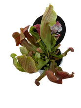 Load image into Gallery viewer, Sarracenia oreophila x psittacina Pitcher Plant hybrid
