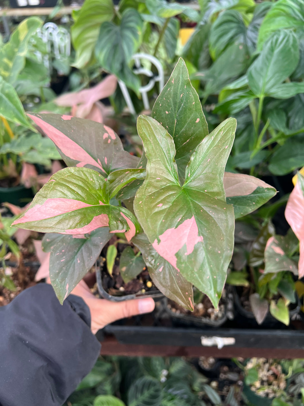 Syngonium Red Spot