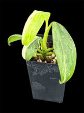 Load image into Gallery viewer, Epipremnum giganteum variegated
