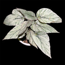 Load image into Gallery viewer, Begonia Rex Mini Silver
