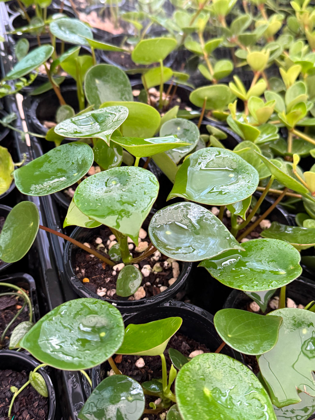 Peperomia polybotrya Raindrop