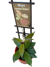 Load image into Gallery viewer, Hoya carnosa Rubra Collection #189
