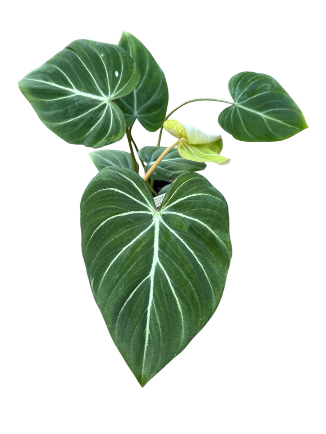 Philodendron Gloriosum - White Vein