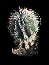 Load image into Gallery viewer, Euphorbia horrida var. striata
