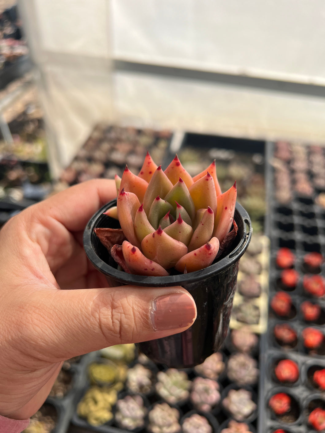 Echeveria sp Hybrid