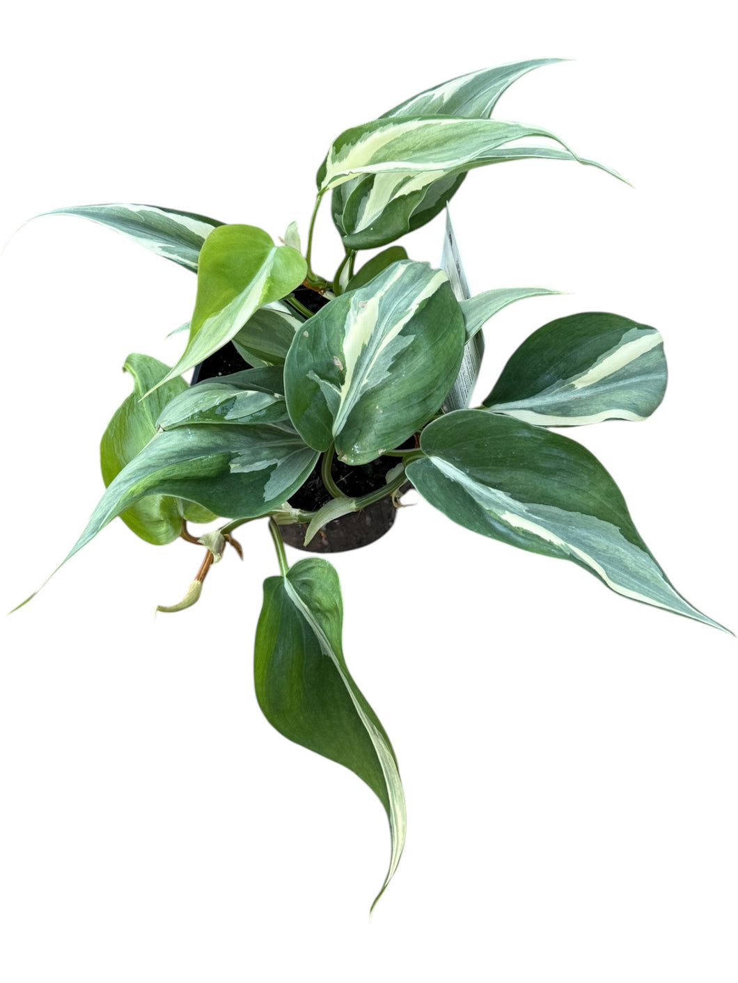 Philodendron Hederaceum Var. Oxycardium - Rio