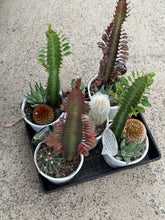 Load image into Gallery viewer, Planter Cacti Triple Planted
