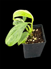 Load image into Gallery viewer, Epipremnum giganteum variegated
