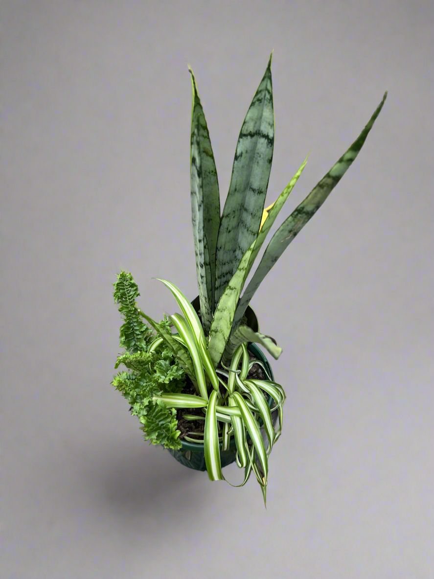 Indoor Foliage Triple Planted