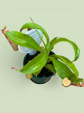 Load image into Gallery viewer, Nepenthes Alata

