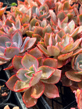 Load image into Gallery viewer, Echeveria Afterglow
