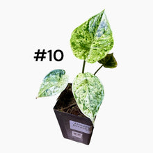 Load image into Gallery viewer, Alocasia baginda Dragon Scale Mint
