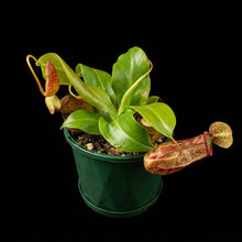 Load image into Gallery viewer, Nepenthes St Gaya
