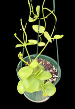 Load image into Gallery viewer, Dischidia vidalii x Dischidia Camiguin island
