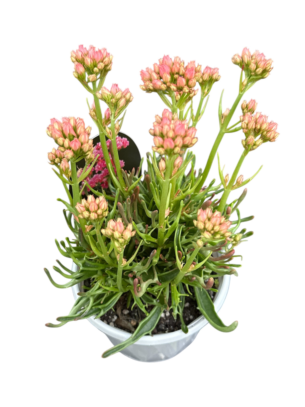 Kalanchoe Tarantula