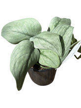 Load image into Gallery viewer, Scindapsus pictus Silver Hero
