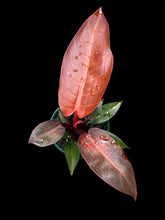 Load image into Gallery viewer, Philodendron Sun Red
