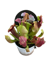 Load image into Gallery viewer, Sarracenia purpurea Pitcher Plant hybrid
