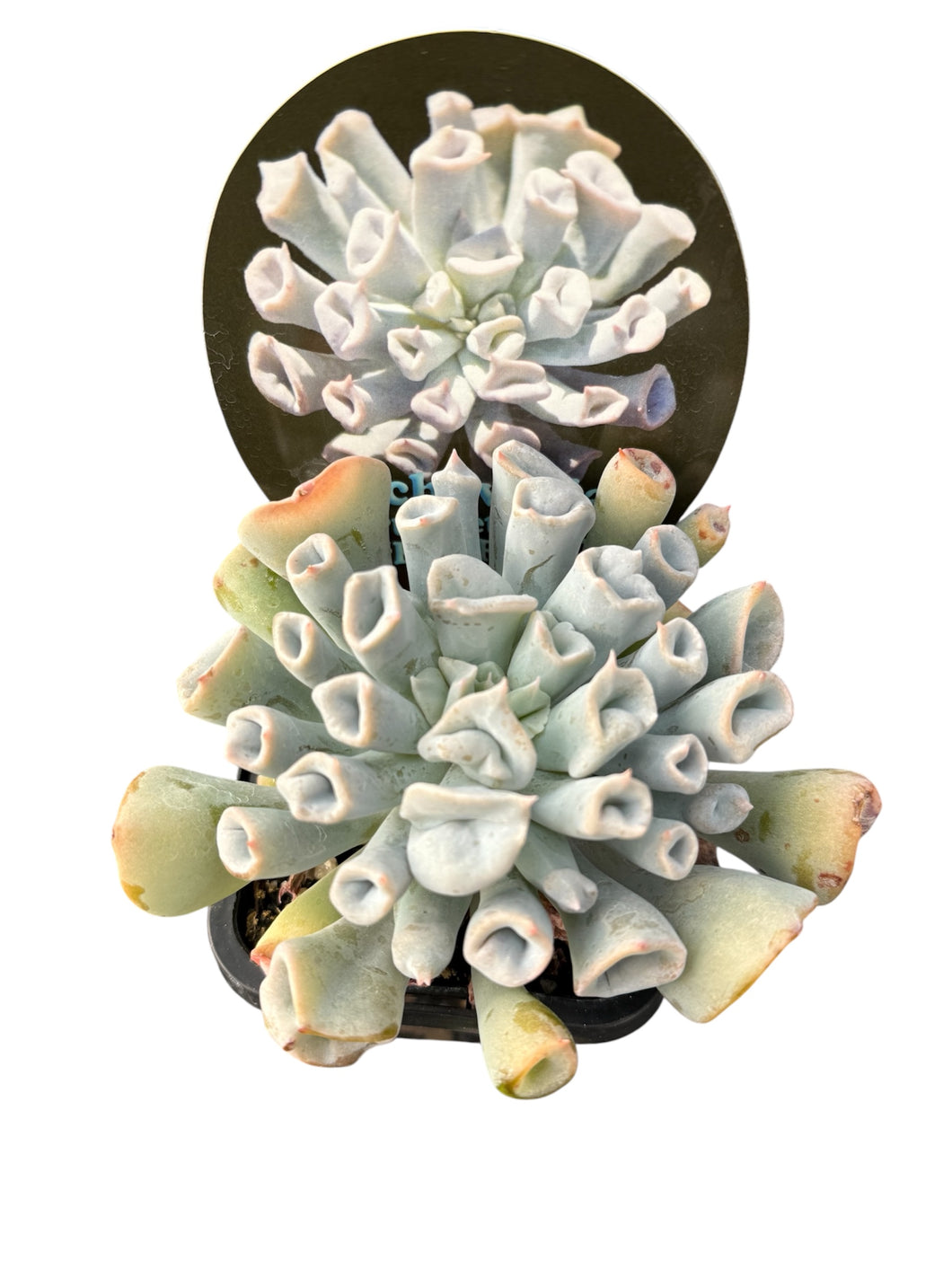 Echeveria Trumpet Pinky Blue Form