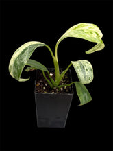 Load image into Gallery viewer, Epipremnum giganteum variegated
