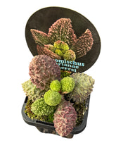Load image into Gallery viewer, Adromischus marianae f. herrei
