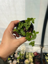 Load image into Gallery viewer, Kalanchoe Uniflora
