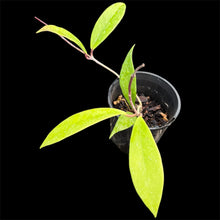 Load image into Gallery viewer, Hoya pubicalyx Splash
