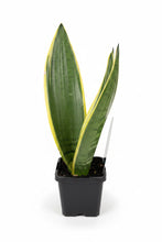 Load image into Gallery viewer, Sanseveria ‘Snow White Hahnii'
