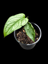 Load image into Gallery viewer, Monstera El Salvador
