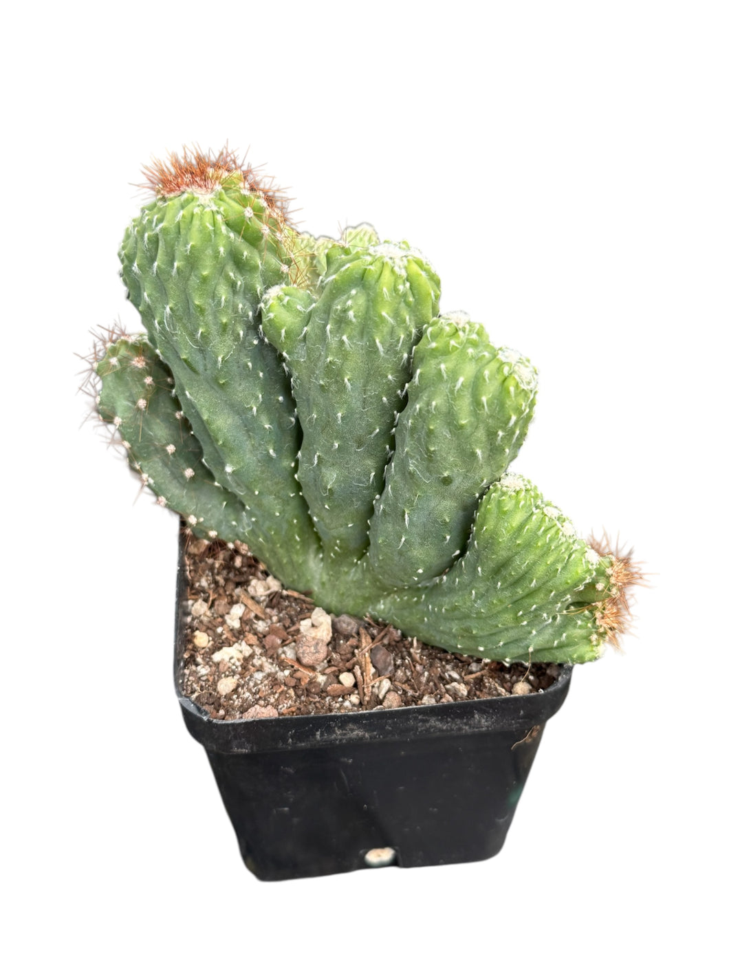 Cereus hildmannianus 'Wild Thing' monstrose