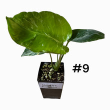 Load image into Gallery viewer, Monstera Bulbasaur
