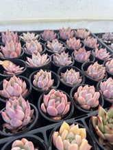 Load image into Gallery viewer, Echeveria colorata
