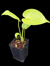 Load image into Gallery viewer, Monstera deliciosa Triple Yellow
