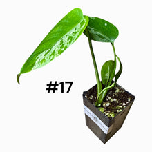 Load image into Gallery viewer, Monstera Bulbasaur
