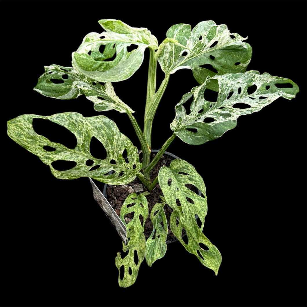 Monstera adansonii Mint