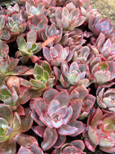 Load image into Gallery viewer, Echeveria Afterglow
