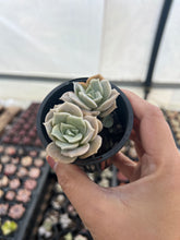 Load image into Gallery viewer, Graptoveria Lovely Rose
