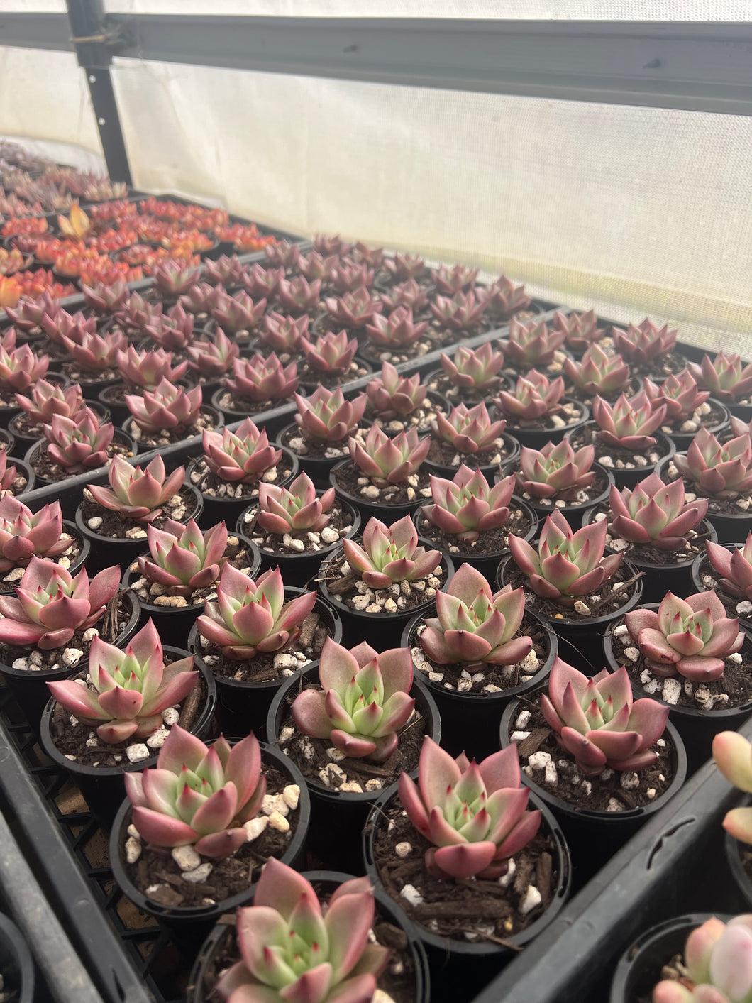 Wholesale Echeveria Romeo